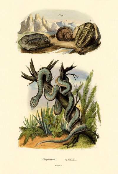 Vipera da French School